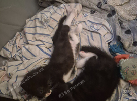 Ragdoll mixed kittens for sale