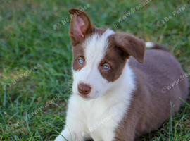 Ready to Leave - Red and White Pedigree Collie Pups
