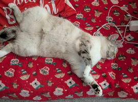 Cats for sale very cheap
