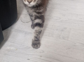 Maine Coon Kittens for sell