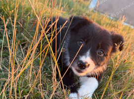 Border Collie Puppies &ndash; Ready for Their New Homes
