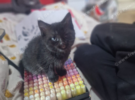 Female kitten