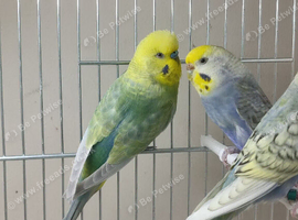 Budgies in London
