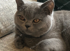 Pedigree British short hair cat 3 -4 year old