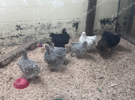 Orpington Chicks available