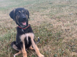 German shepherd cross Akita puppy