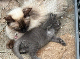Ragdoll x one solid grey boy and 2 black girls