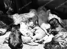 Beautiful working Cocker Spaniel puppies