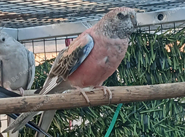 2 bourke parakeets