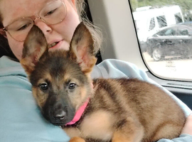 Straight back german shepherd girl