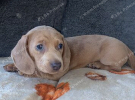 Dachshund boy