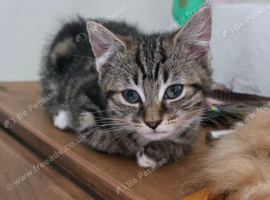 READY TO GO!! 12 week Tabby Girl