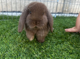 Last beautiful brown mini lop buck