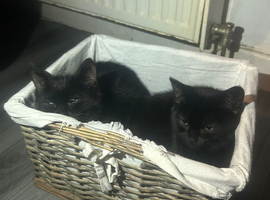 10 weeks old kittens