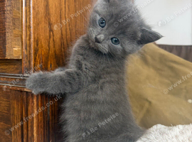 Two Beautiful Boy Kittens For Sale