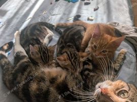 British Shorthair kitt ns for sale