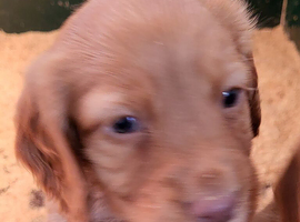 Cocker Spaniel puppy