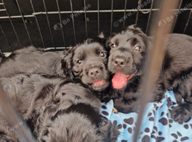 8 week old cocker spaniels puppies