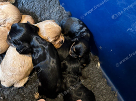 Blenheim Ruby and Black and Tans ready end Aug