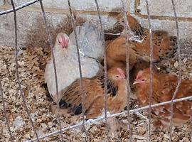 5 peking bantams chicks.
