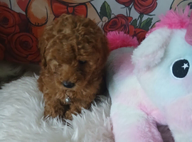 Miniature Poodle.