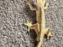 Adult crested geckos