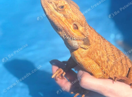 Bearded dragon