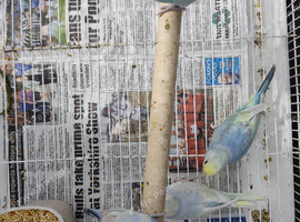 Baby rainbow budgies
