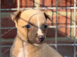 Wonderful Whippet litter
