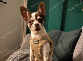 Male chihuahua