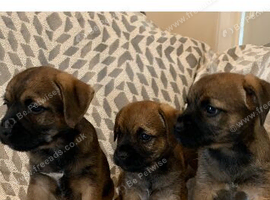 Stunning border terrier Puppies