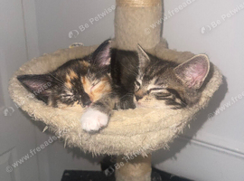 4 female kittens