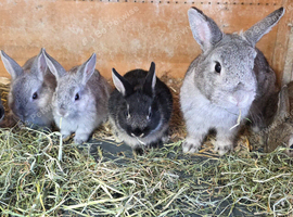 Baby Dwarf Rabbits