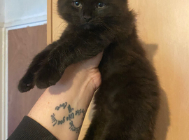 Boy kitten