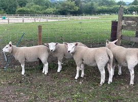 4/5 32kg-40kg lambs mix tup and ewes