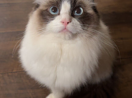 Ragdoll girl