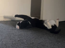 2 cats