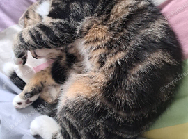 Gorgeous tabby male kitten