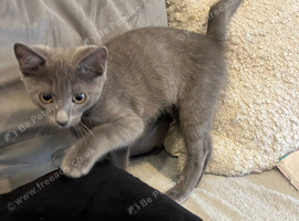 Grey beautiful boy with green eyes