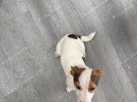 Lilac tri female jack russel 10m old