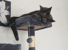 British shorthair