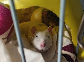 3 female and 1 male