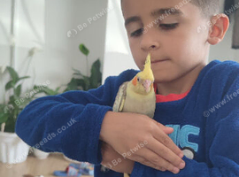 Baby cockatiel
