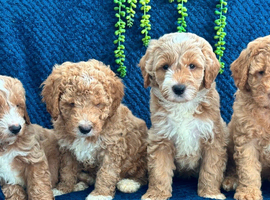 Pure Australian labradoodle puppy&rsquo;s ready now