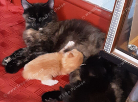 Playful Kittens for sale, from 35.00 pounds.