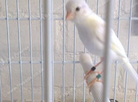 irish fancy canaries