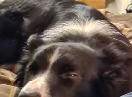 Border collie for sale