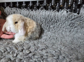 Stunning baby rabbits looking for forever home