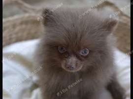 POMERANIAN PUPPY LAVENDER BOY