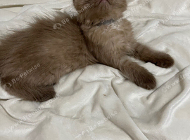 Two beautiful ragdolls